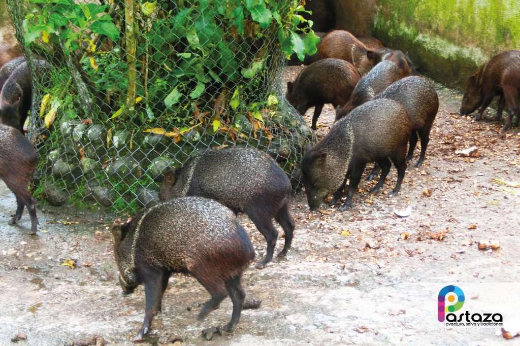 Zoológico El Edén