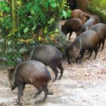 Zoológico El Edén