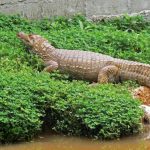 Zoológico El Edén