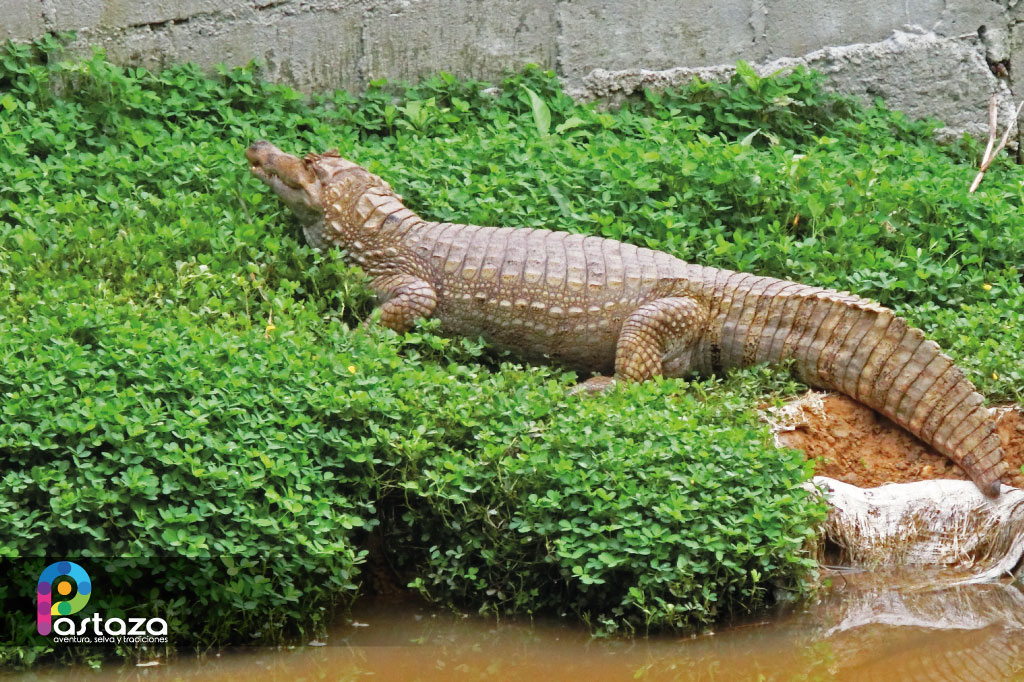 Zoológico El Edén