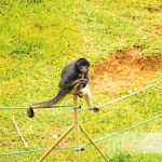 Zoológico El Edén