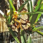 Jardín Botánico Shuar Jintim