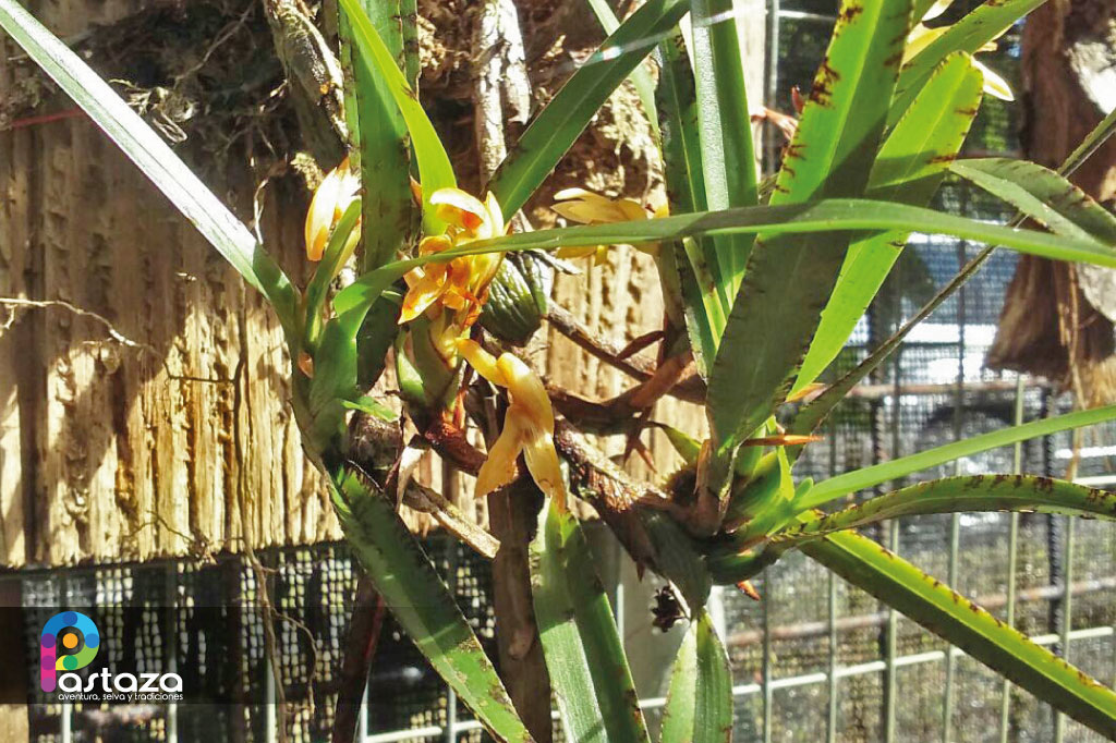 Jardín Botánico Shuar Jintim
