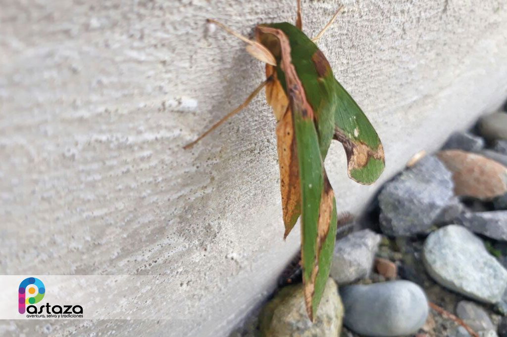 Jardín Botánico Shuar Jintim