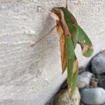 Jardín Botánico Shuar Jintim