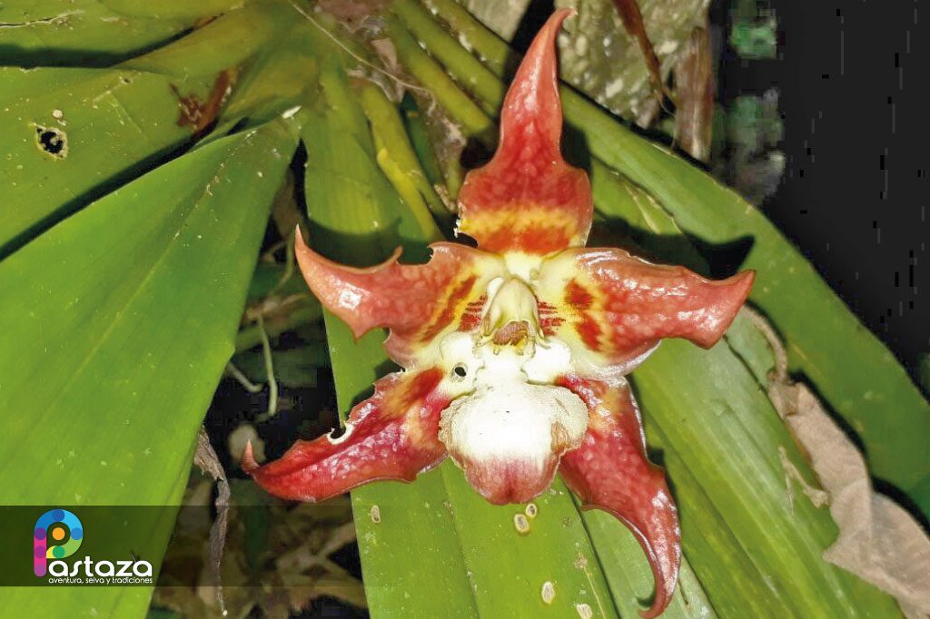 Jardín Botánico Shuar Jintim