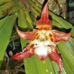 Jardín Botánico Shuar Jintim