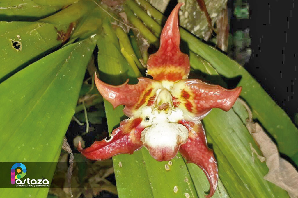 Jardín Botánico Shuar Jintim