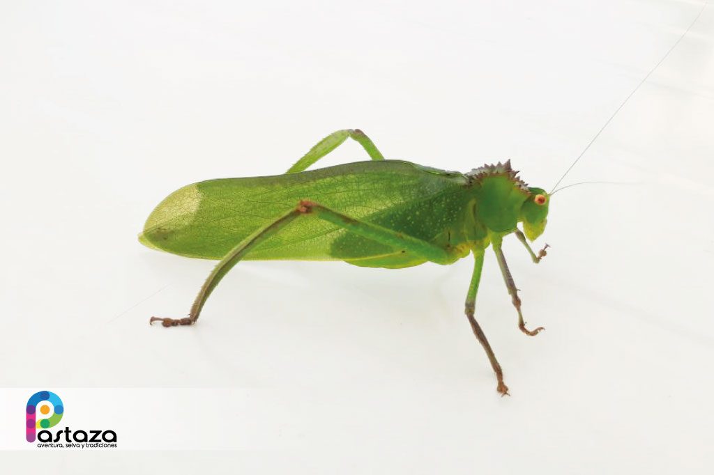 Jardín Botánico Shuar Jintim