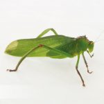 Jardín Botánico Shuar Jintim