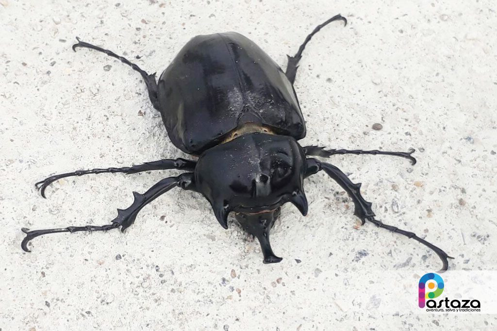 Jardín Botánico Shuar Jintim