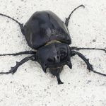 Jardín Botánico Shuar Jintim