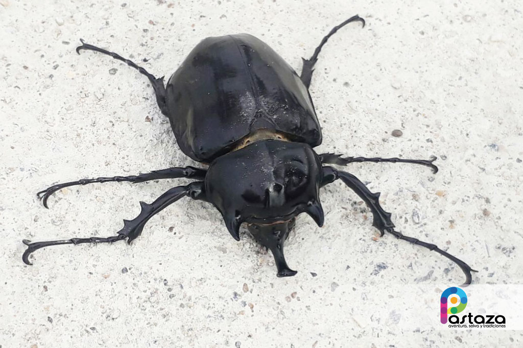 Jardín Botánico Shuar Jintim