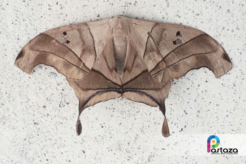 Jardín Botánico Shuar Jintim