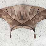 Jardín Botánico Shuar Jintim