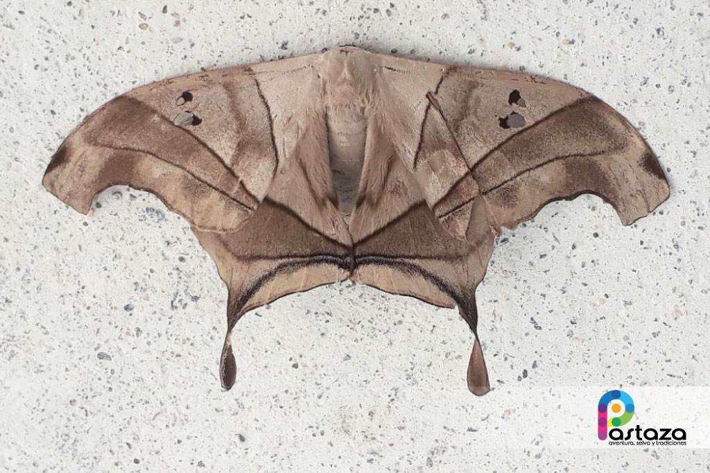 Jardín Botánico Shuar Jintim