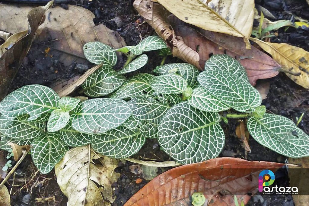 Jardín Botánico Shuar Jintim