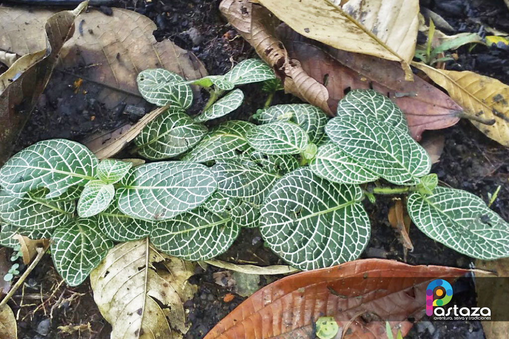 Jardín Botánico Shuar Jintim