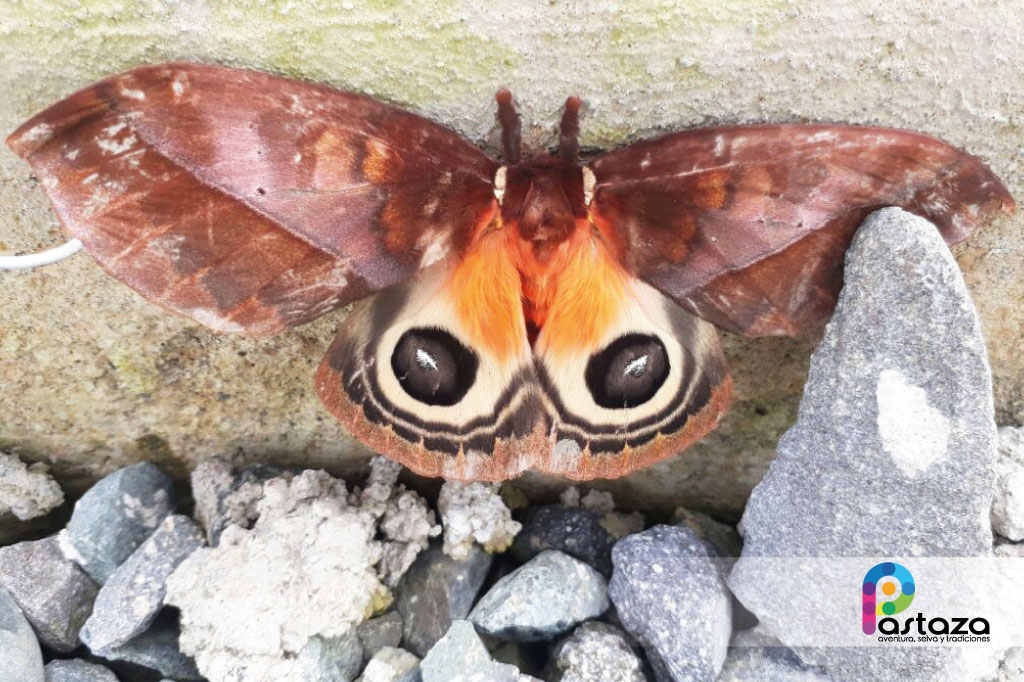 Jardín Botánico Shuar Jintim