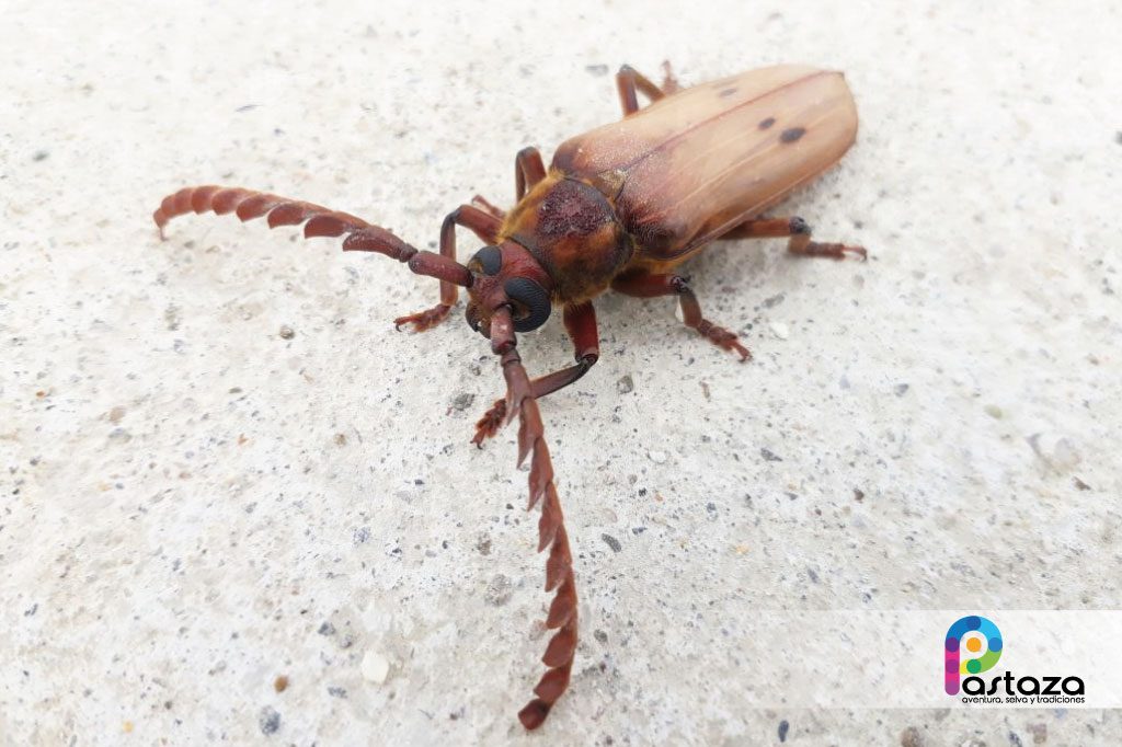 Jardín Botánico Shuar Jintim