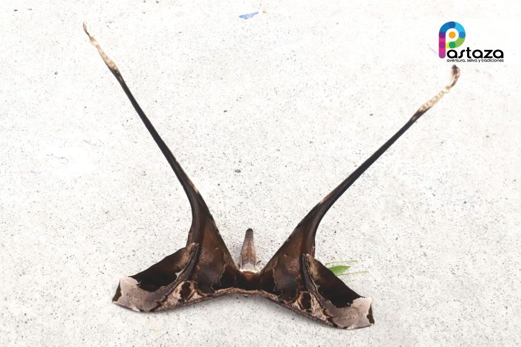 Jardín Botánico Shuar Jintim