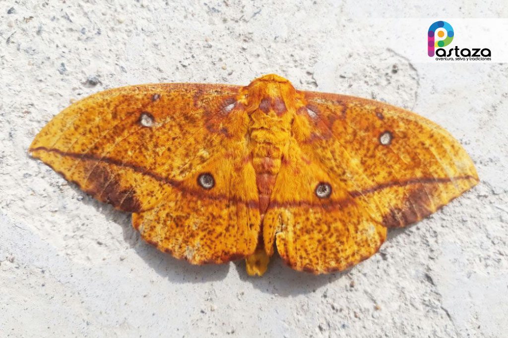 Jardín Botánico Shuar Jintim