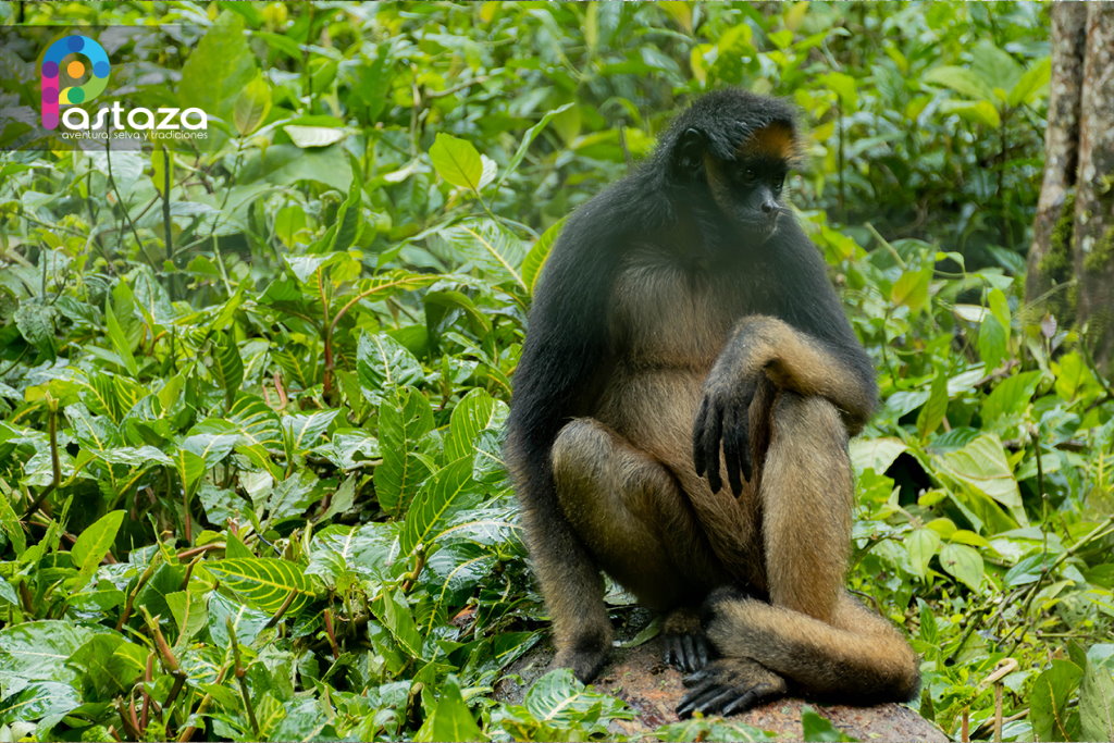 Paseo de los Monos - Pastaza Travel