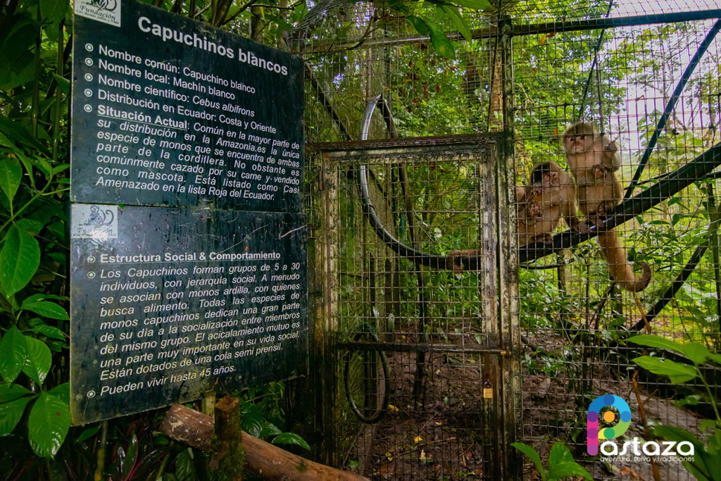 Paseo de los Monos - Pastaza Travel