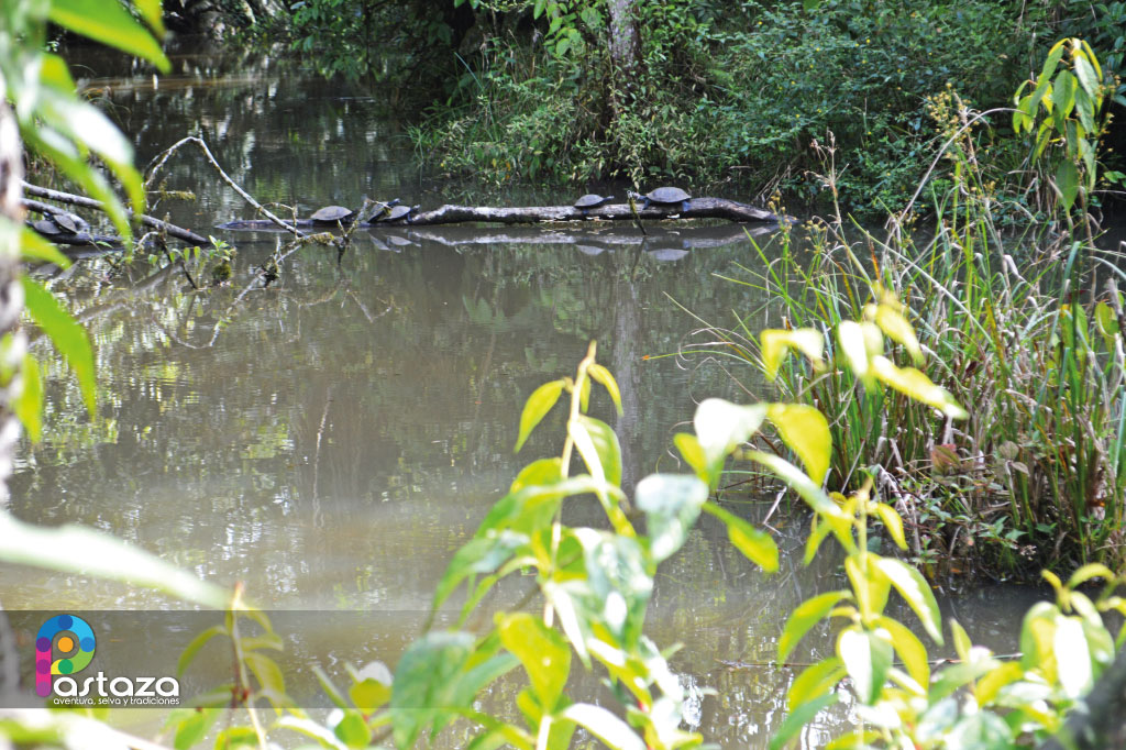 Balneario Natural del Río Piatúa