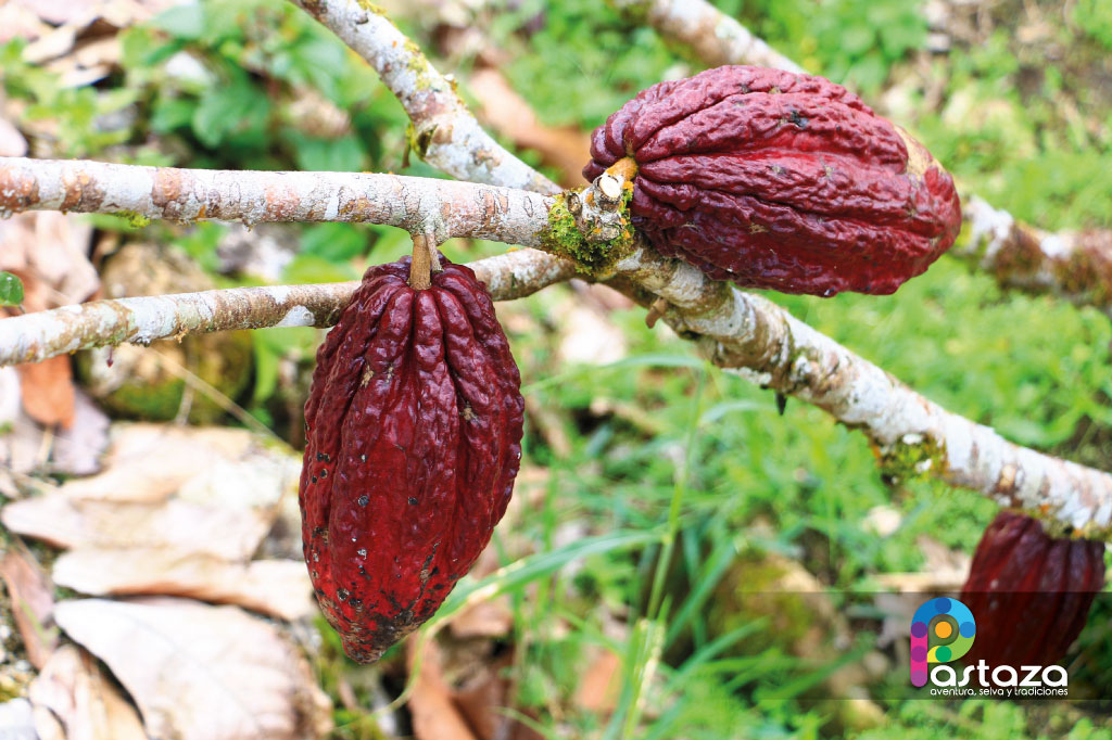 Finca Agroindustrial y Turística Saquifrancia