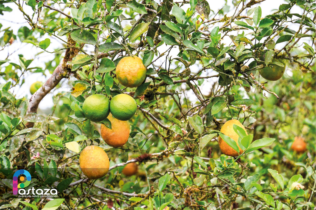 Finca Agroindustrial y Turística Saquifrancia