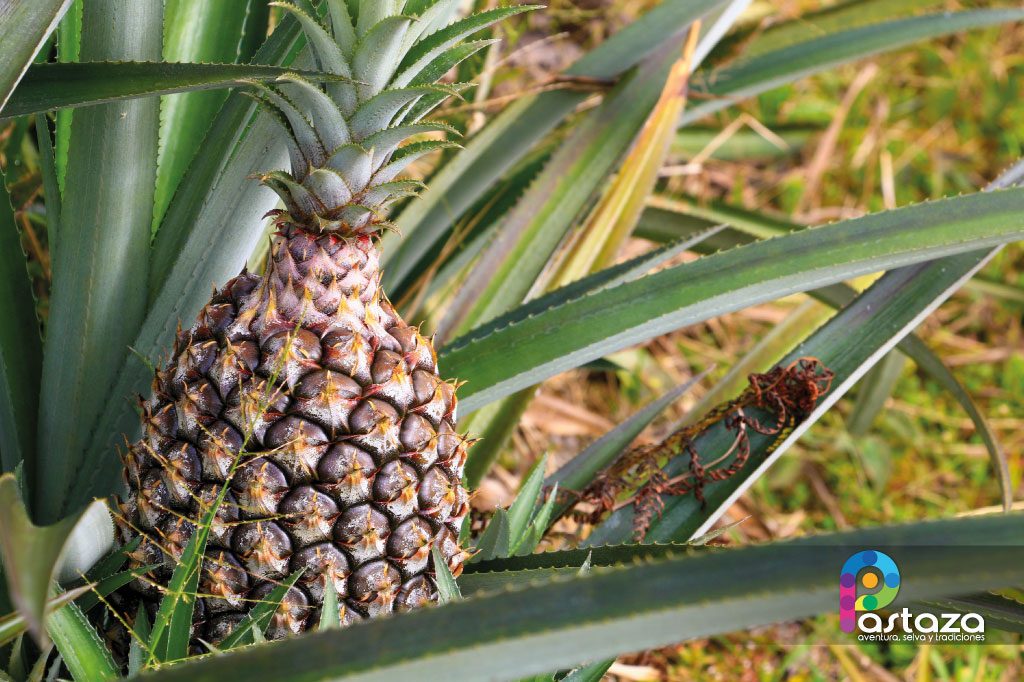 Finca Agroindustrial y Turística Saquifrancia