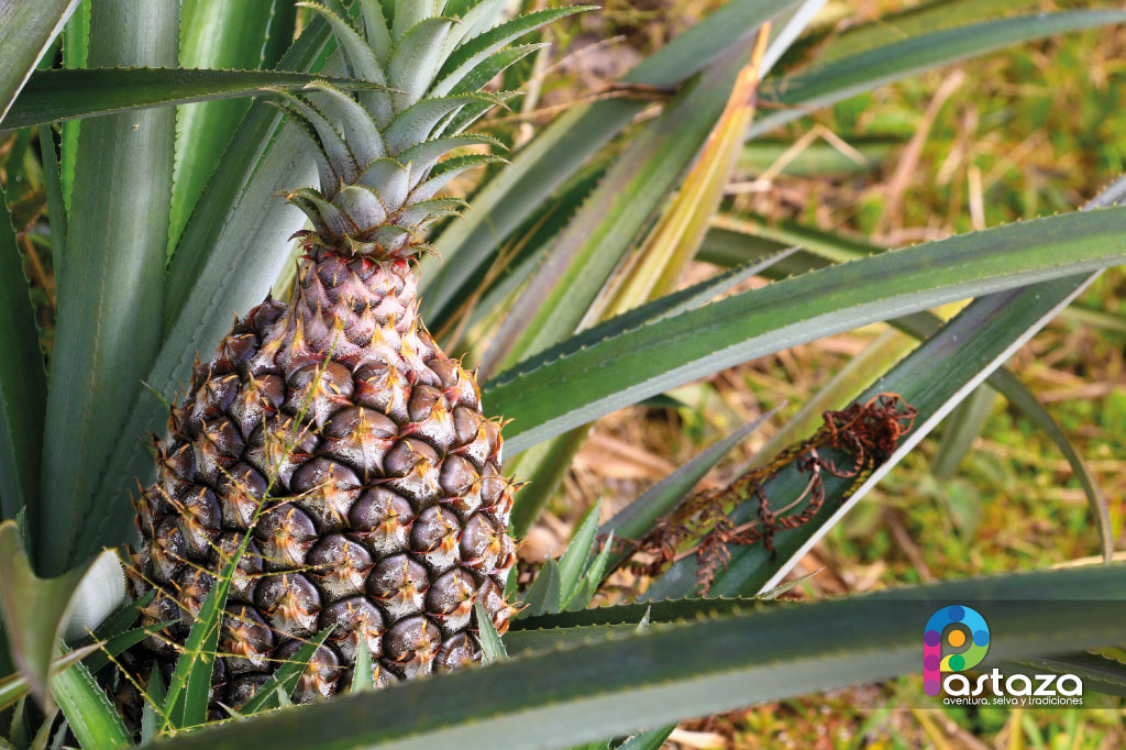 Finca Agroindustrial y Turística Saquifrancia