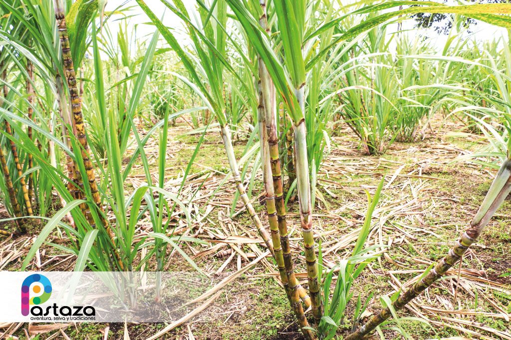 Finca Agroindustrial y Turística Saquifrancia
