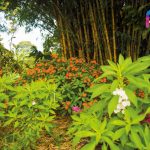 Finca Agroindustrial y Turística Saquifrancia