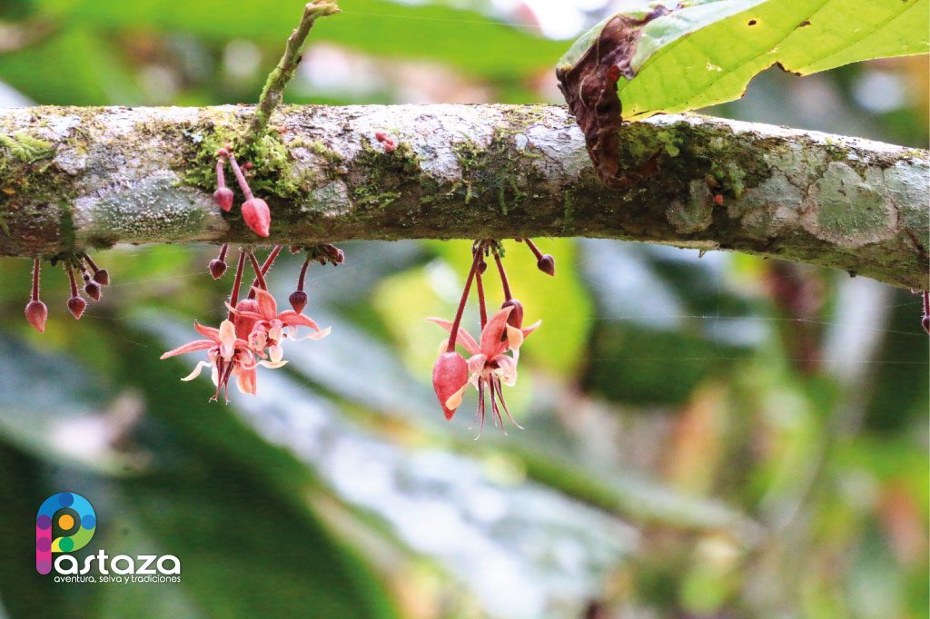Finca Agroindustrial y Turística Saquifrancia