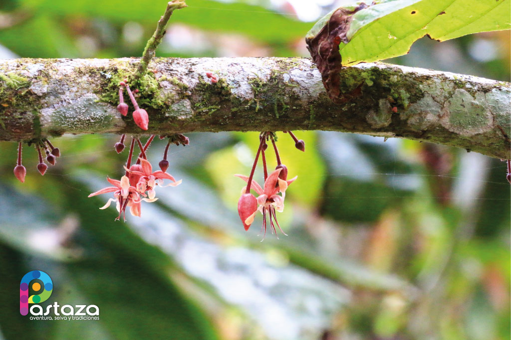 Finca Agroindustrial y Turística Saquifrancia