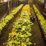 Finca Agroindustrial y Turística Saquifrancia