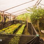 Finca Agroindustrial y Turística Saquifrancia