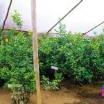 Finca Agroindustrial y Turística Saquifrancia