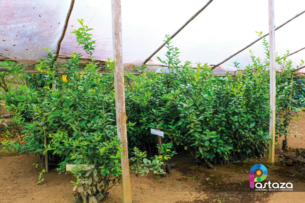 Finca Agroindustrial y Turística Saquifrancia