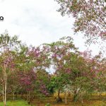 Finca Agroindustrial y Turística Saquifrancia