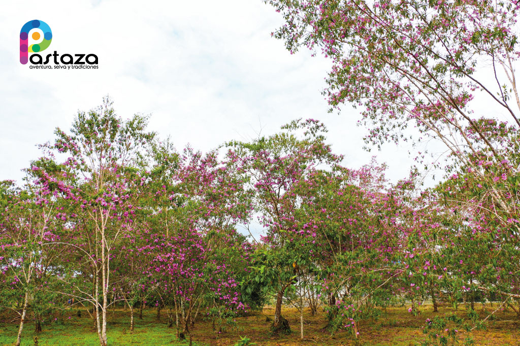 Finca Agroindustrial y Turística Saquifrancia