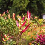 Finca Agroindustrial y Turística Saquifrancia