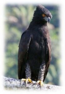 Aguila Azor Negra