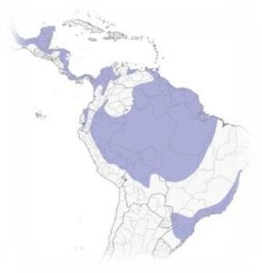 Aguila Azor Negra - Ubicación