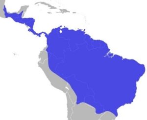 Aguila Harpia - Ubicación