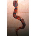 Entzaya Ainz Jea Artesanías - Boa Matacaballos