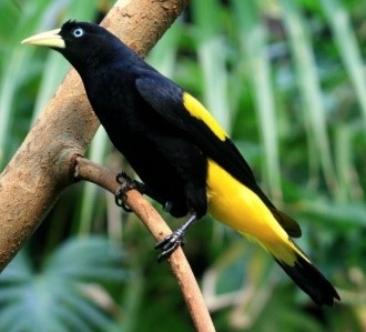 Cacique Lomiamararillo