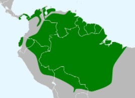 Cacique Lomiamararillo - Ubicación